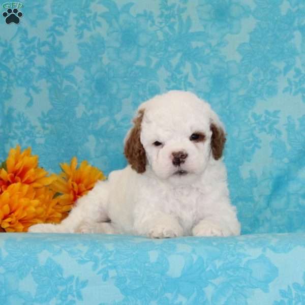 Fudge Swirl, Cavapoo Puppy